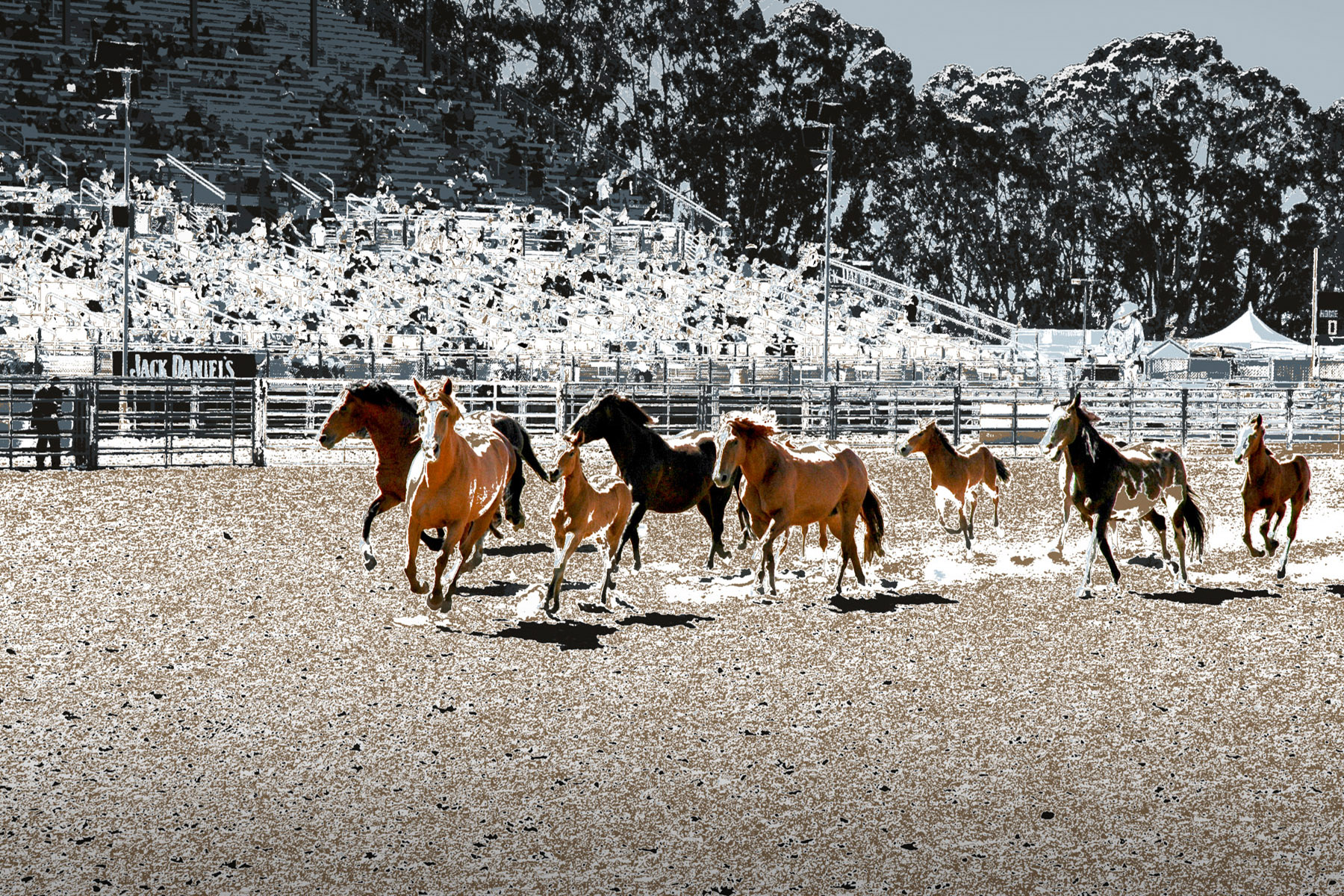 Rodeo Horses