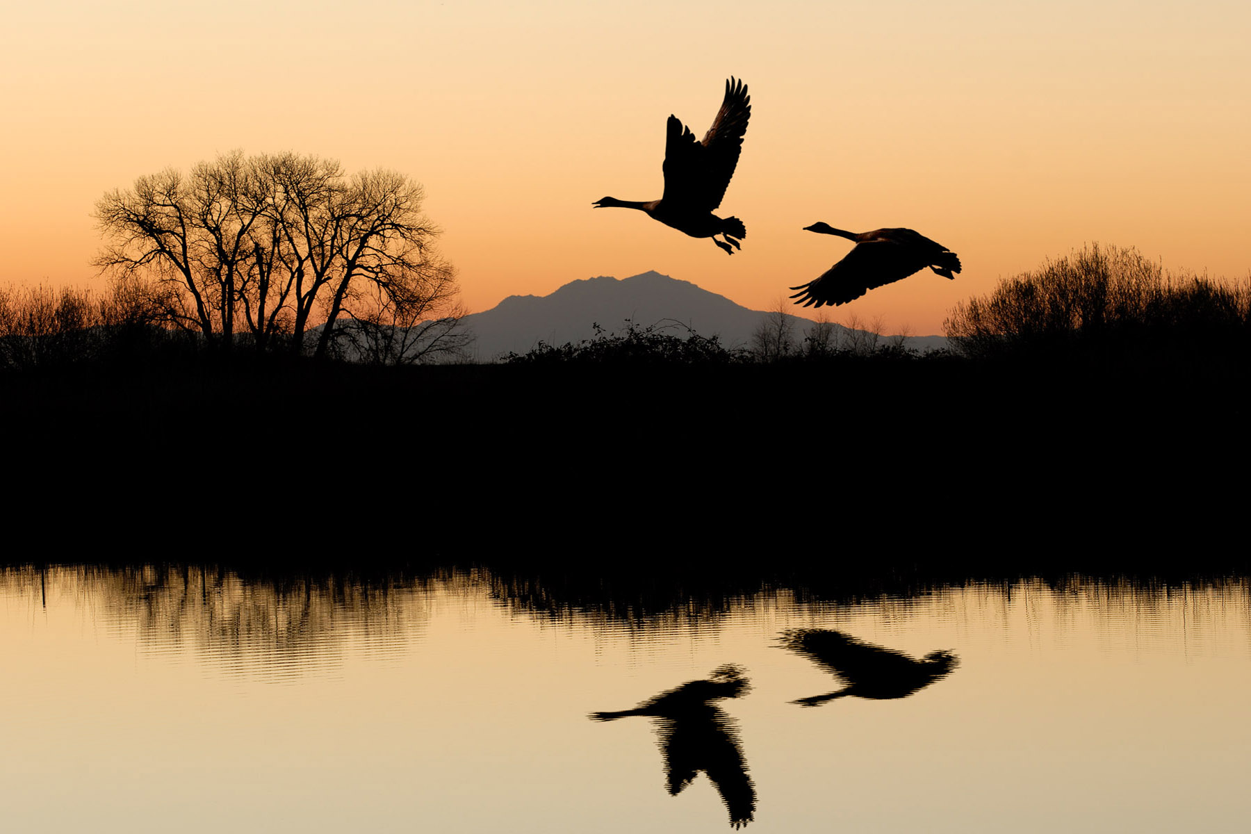 Evening Geese