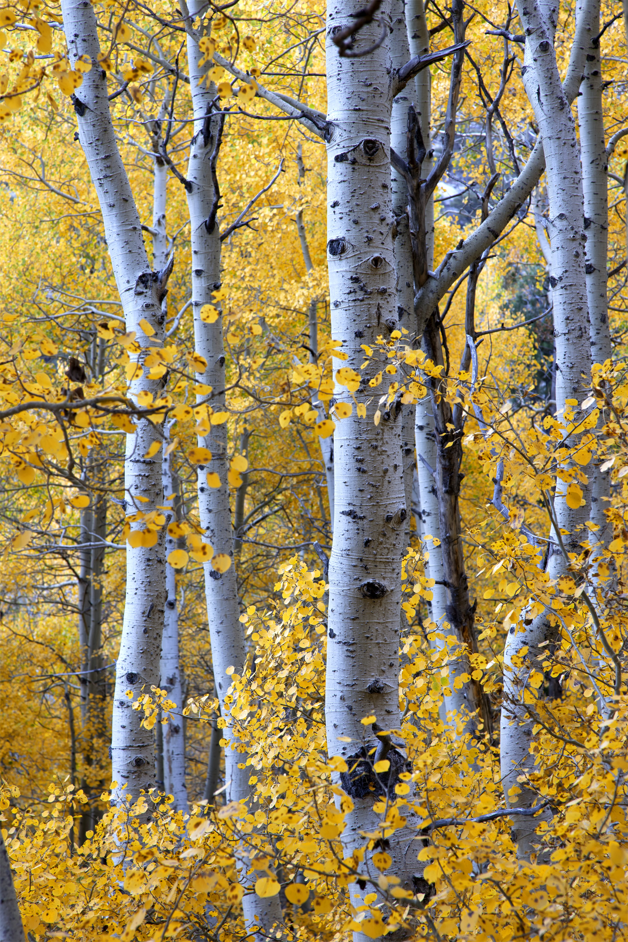 The Aspen Grove