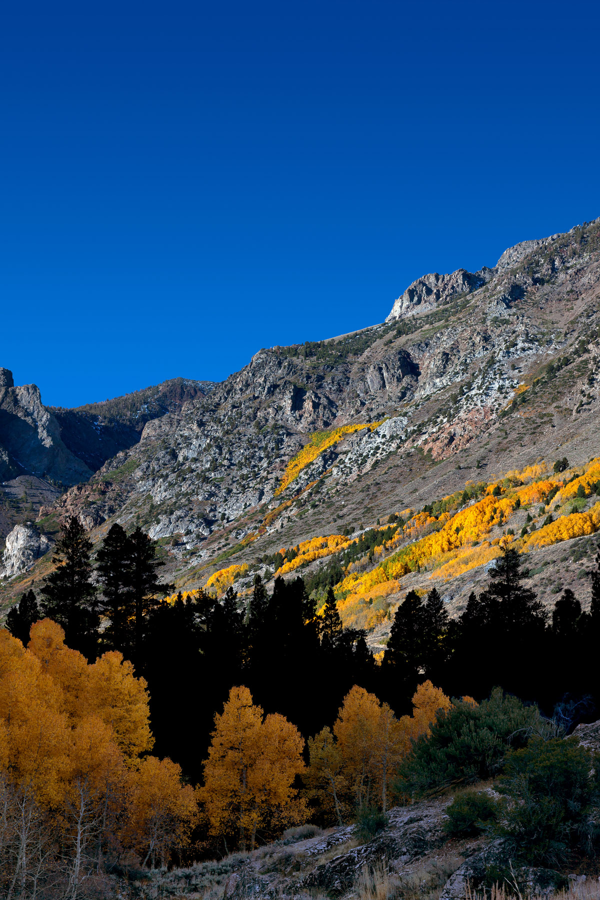 Aspen Glow