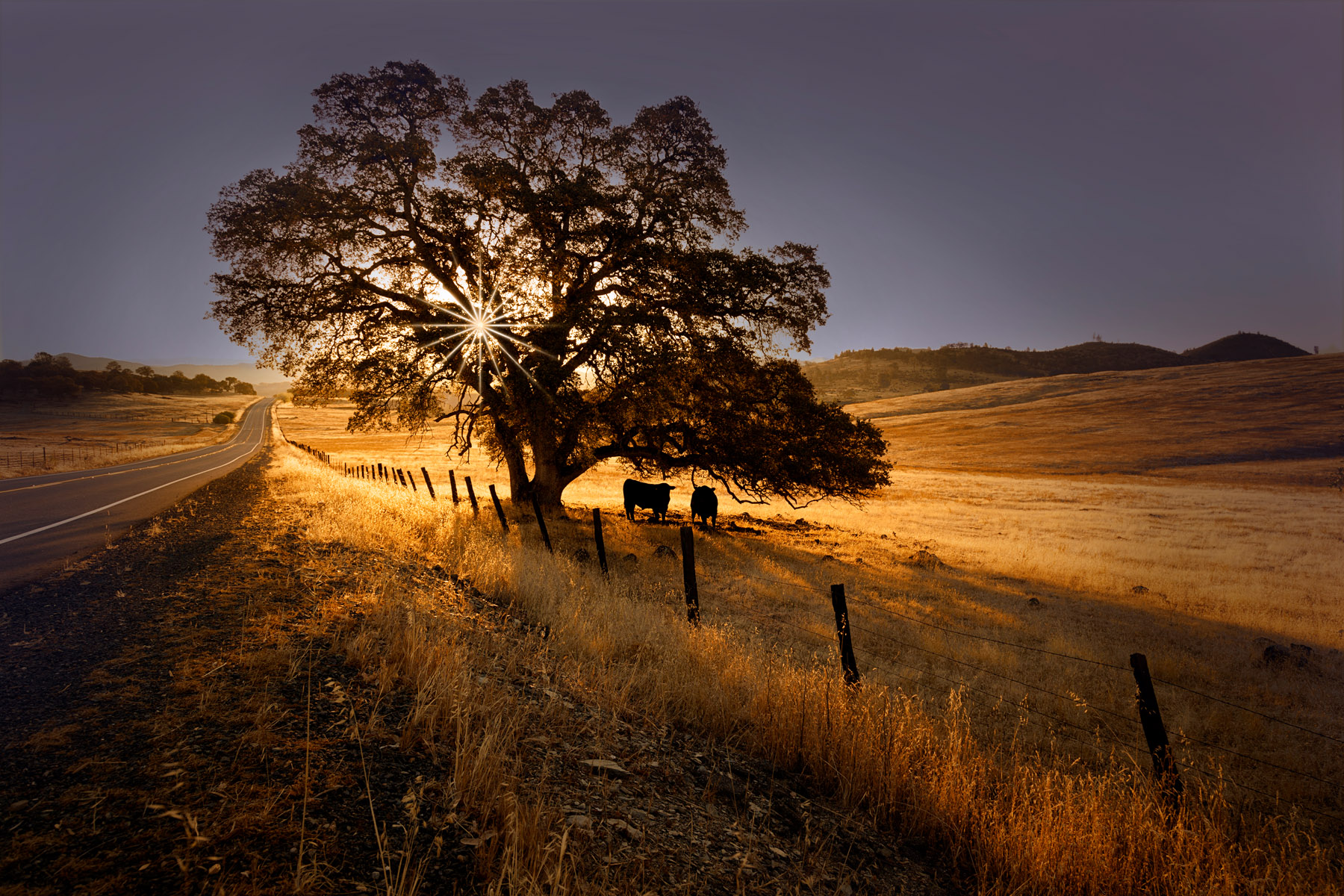 Dawns Early Light