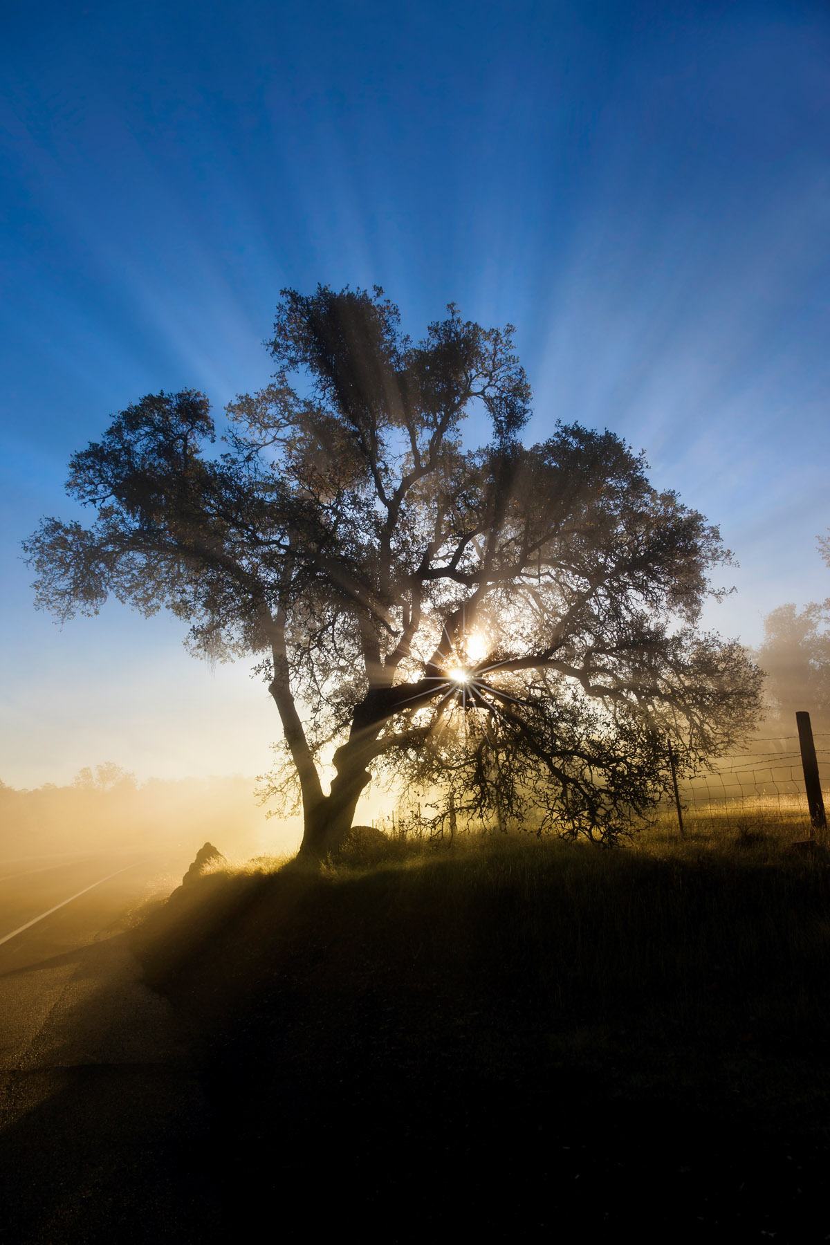 Oak Flare